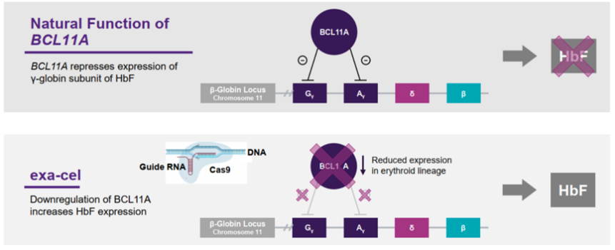 全球首款crisprcas9基因编辑疗法获批上市rnp技术体系基因编辑药物的