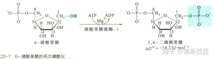 糖酵解图解图片