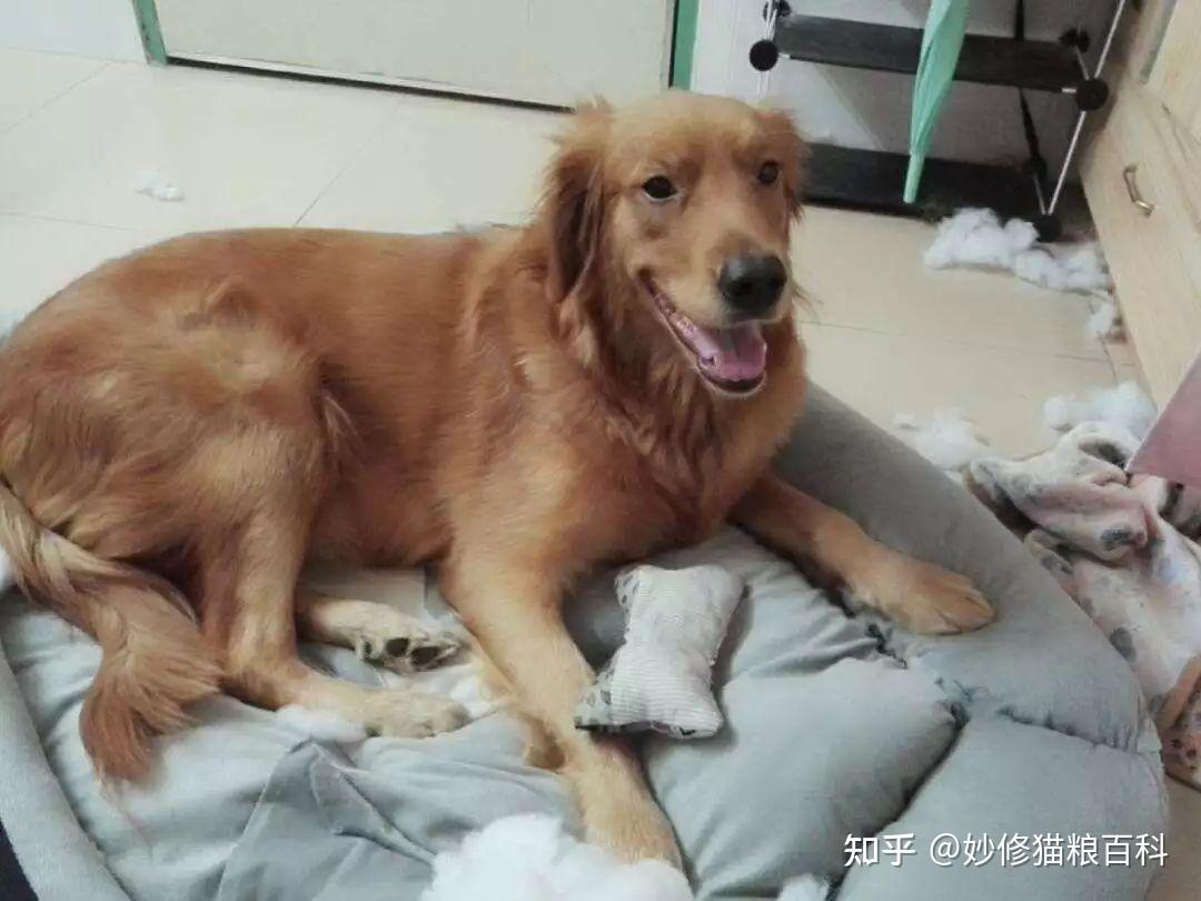 狗狗“最害怕”的5种惩罚方式,难怪别人家狗那么听话 - 知乎