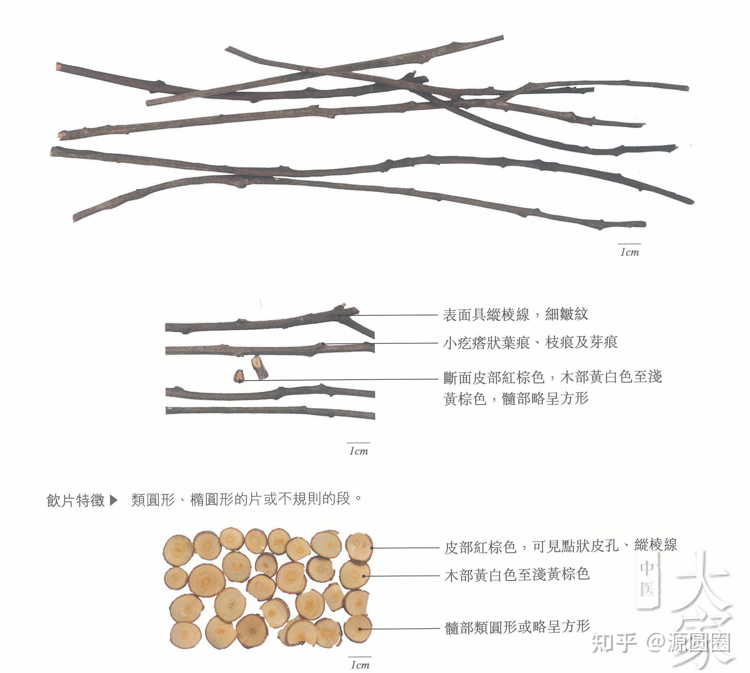 每天一味中药桂枝