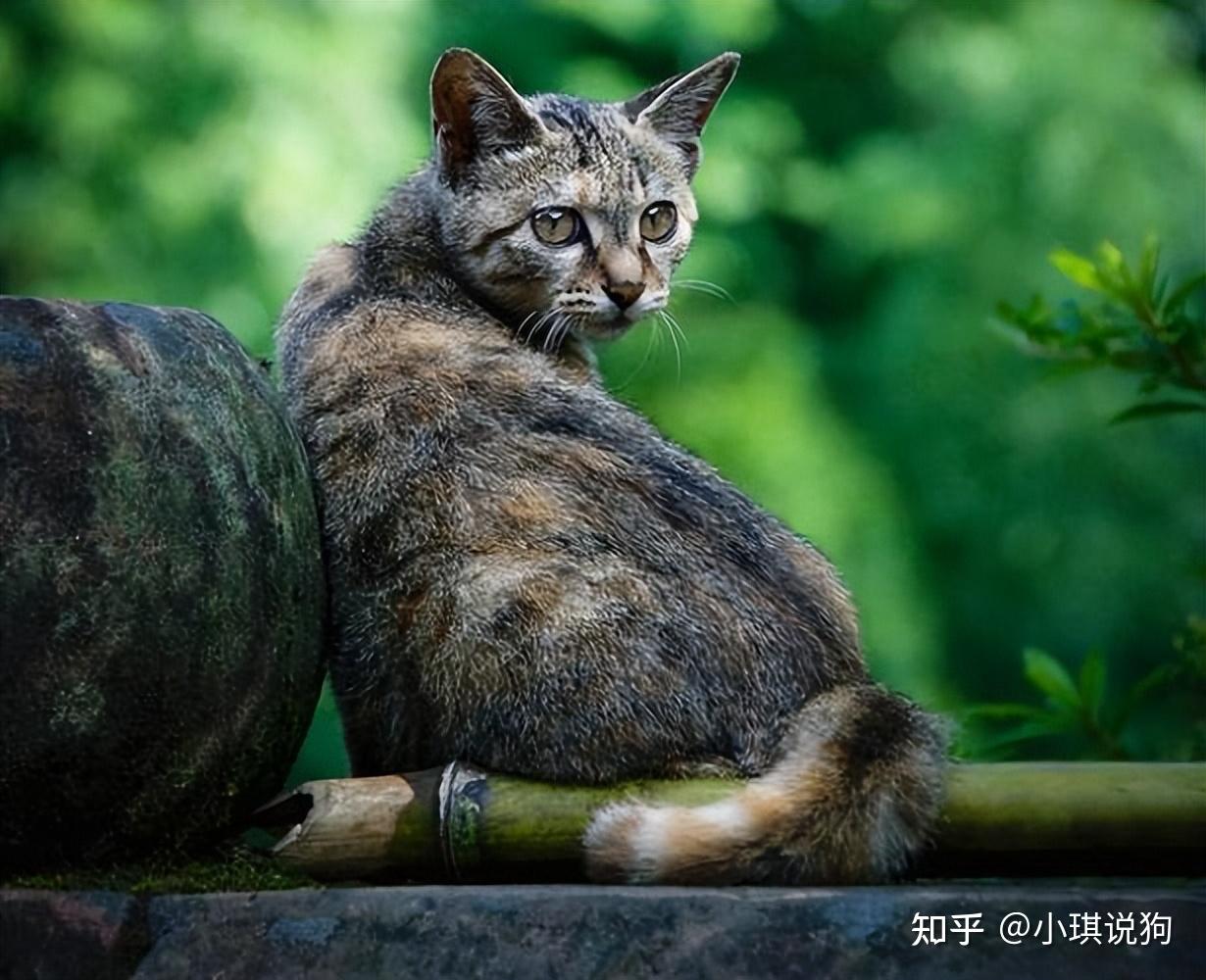 原来“土猫”这么优秀,难怪越来越多人养 - 知乎