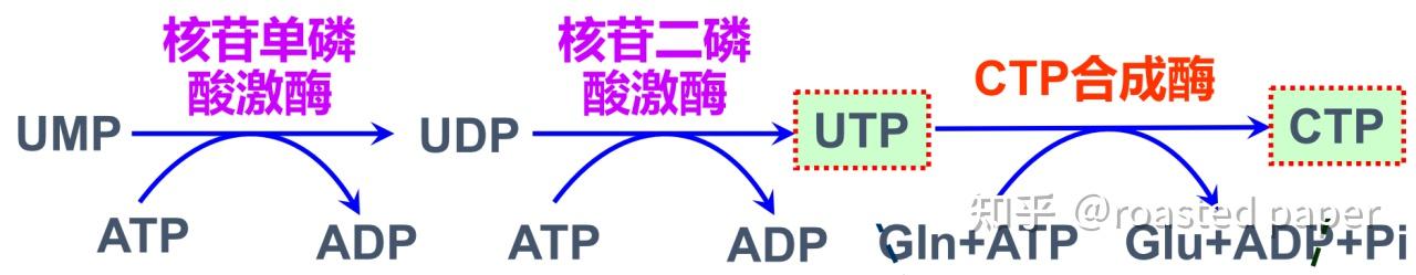 生化与分子生物学——代谢篇之核苷酸代谢 - 知乎