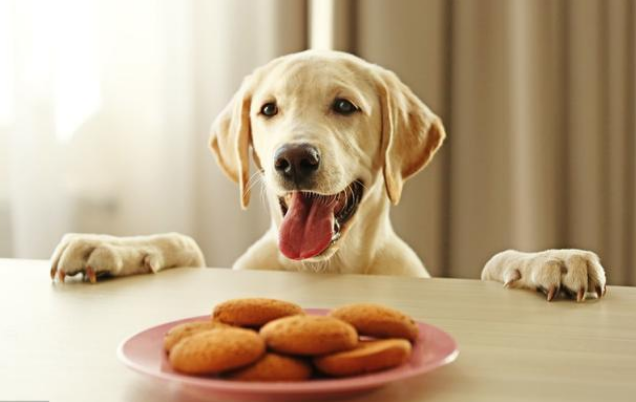 给狗狗喂食零食最好是拉布拉多表现好或者是做对一
