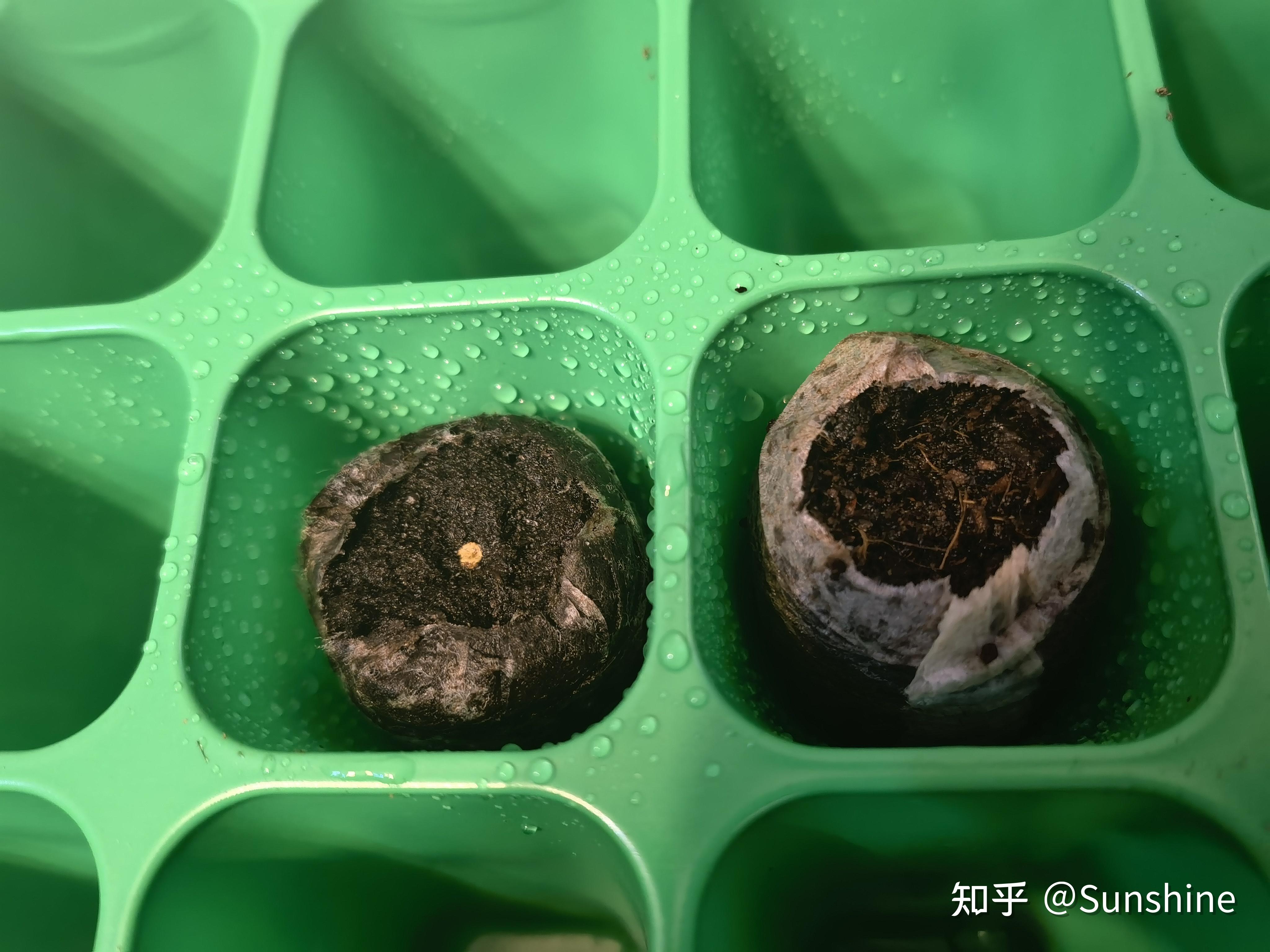 养花吉普赛满天星种植日记