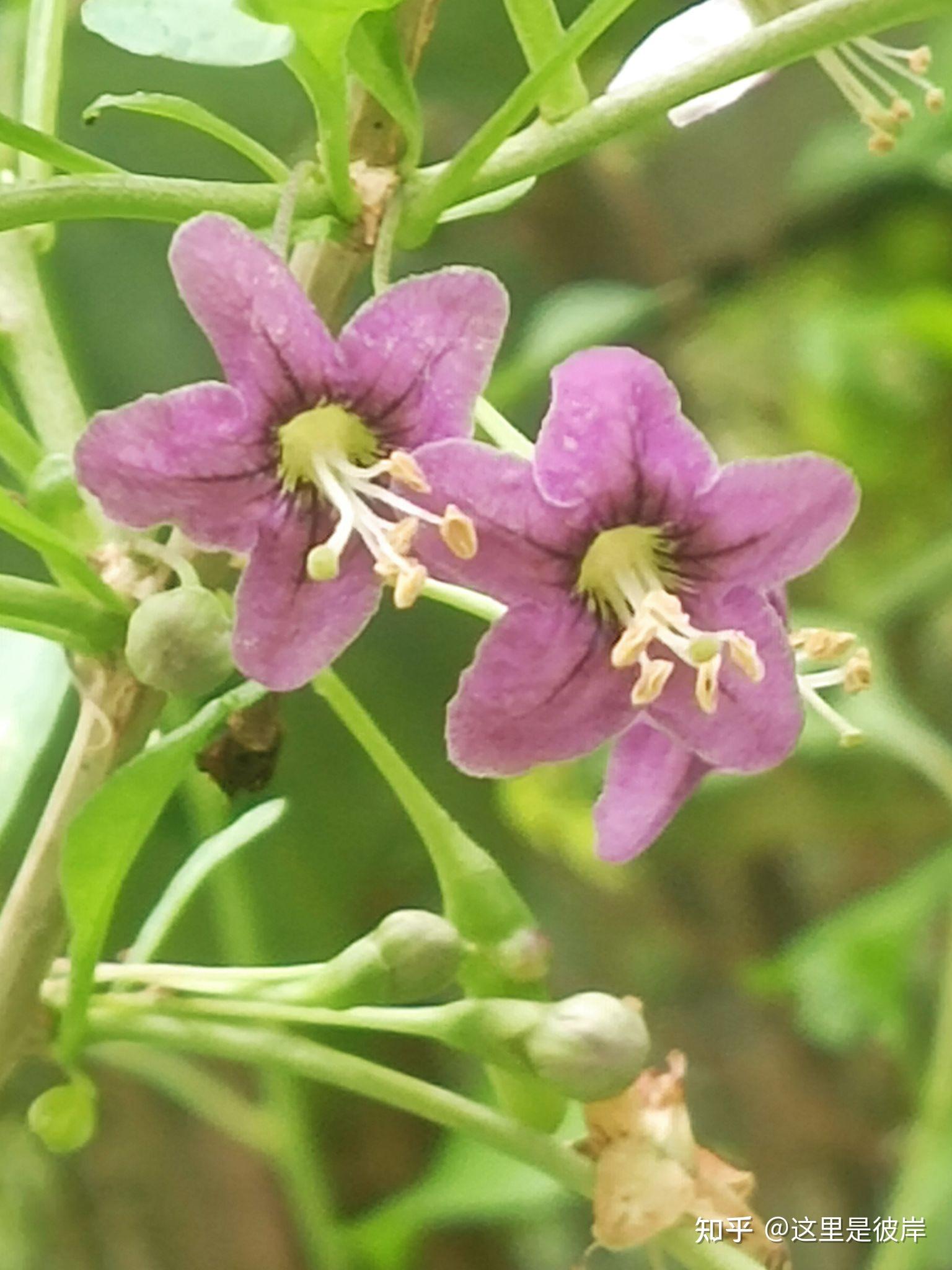 这三种颜色的枸杞花你都见过吗