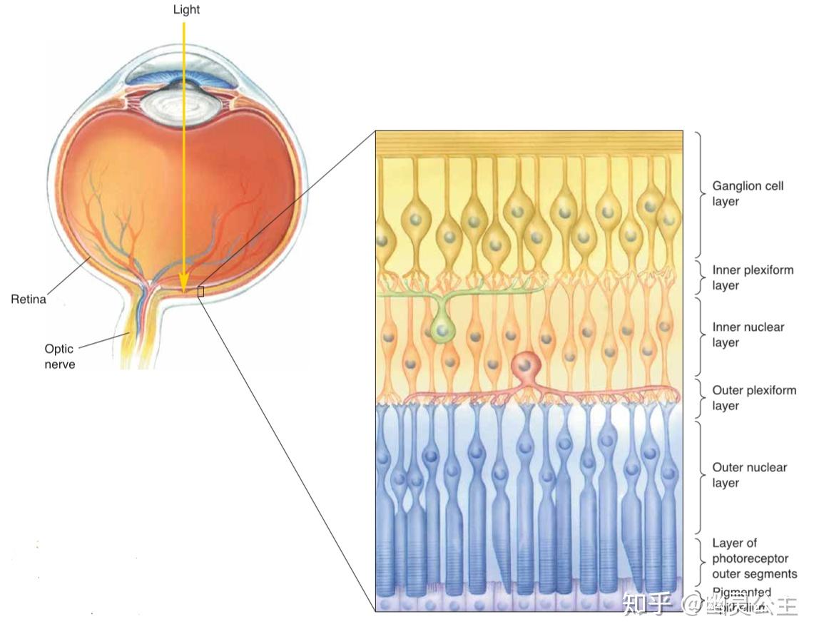 视网膜分层图片