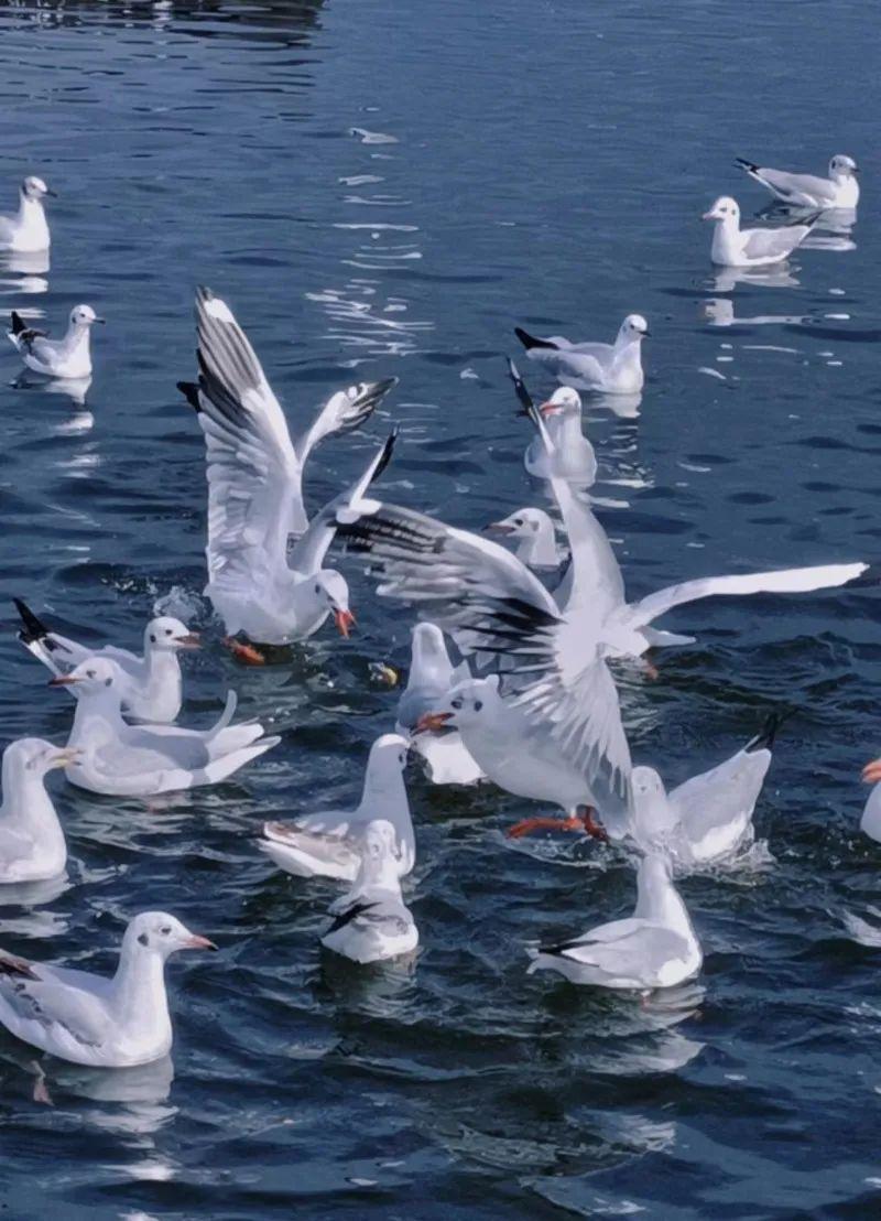 【中国最美乡愁带】来大理与海鸥共赴一场暖冬之约