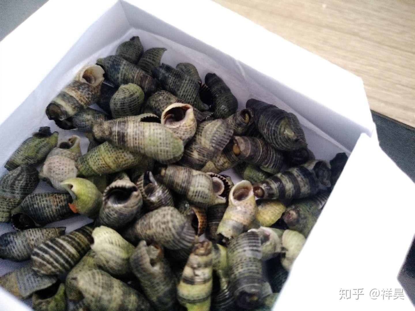 临海观潮一嘬细螺