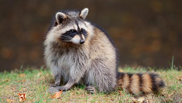 从哆啦a梦说起 狸猫 貉子 浣熊与红熊猫 知乎