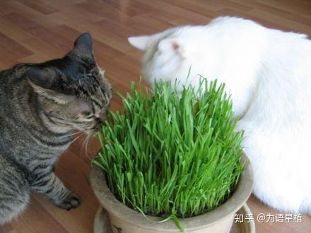 猫可以吃的草统称猫草 简单好养水培猫草 知乎 猫可以吃的草统称猫草 简单好养水培猫草 知乎