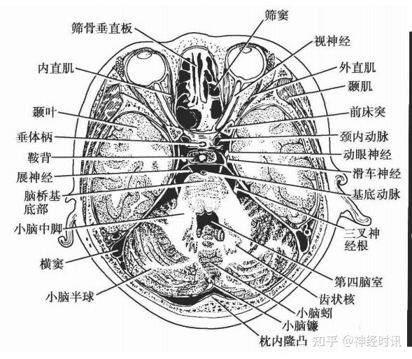 帆间池解剖图片