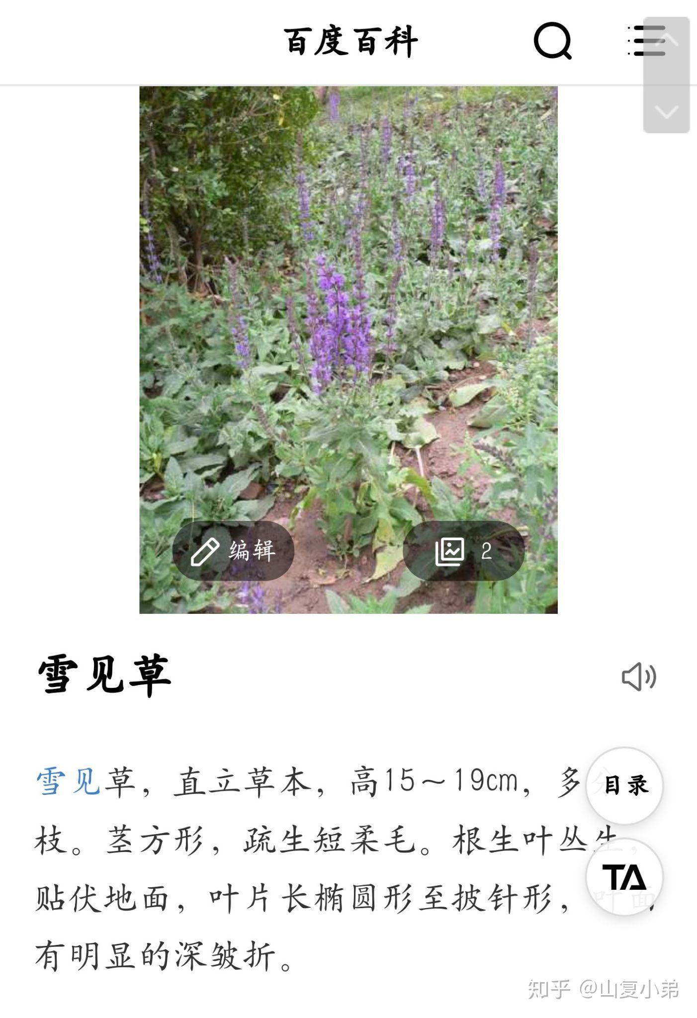 紫萱中药名 飞蓬图片