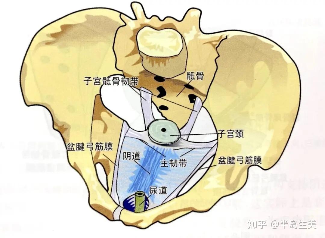 陰道與盆筋膜腱弓的附著-從恥骨聯合後面至坐骨棘之間的顯著增厚的盆