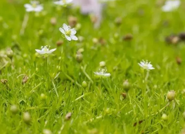 12种比草坪还美的庭院铺地植物 知乎