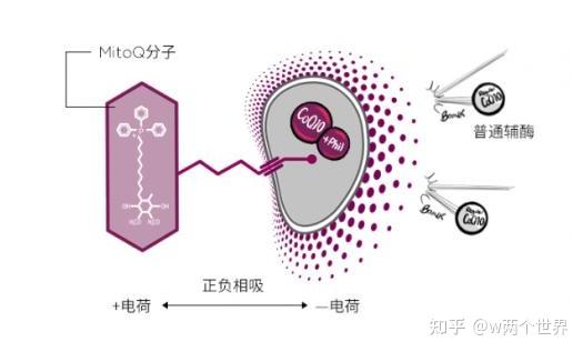 護肝你做對了嗎mitoq靶向線粒體支持肝臟健康