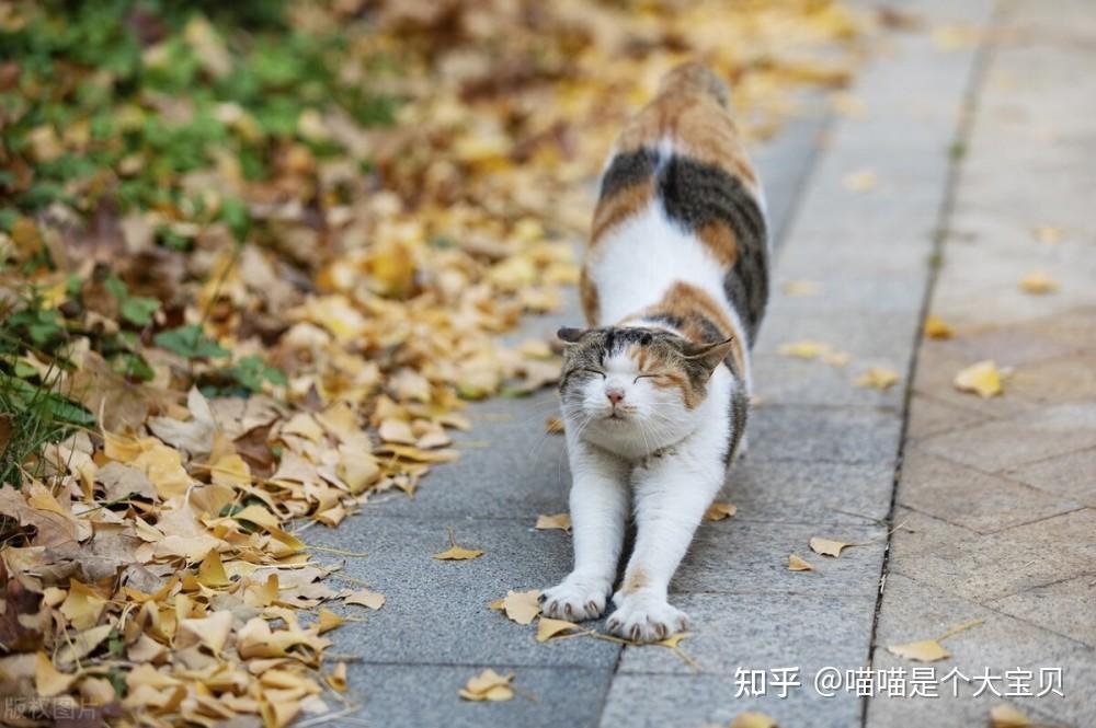 如果你家猫，有这几个特征，会给你招财带来好运气 - 知乎