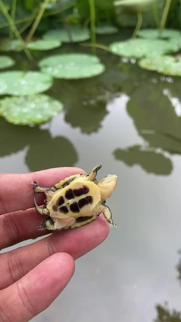 皖喉龟之美,在于发色,越养越黄,头色越来越金,俗称三黄小青