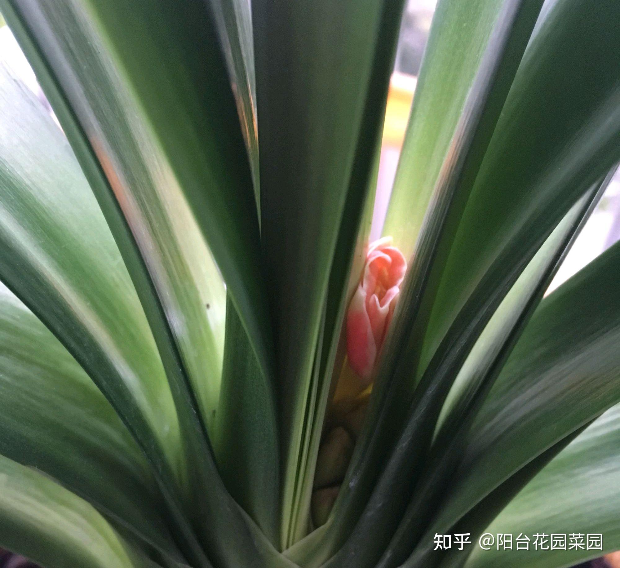 君子兰夹箭避开3个误区花箭拔高个开花挺又大