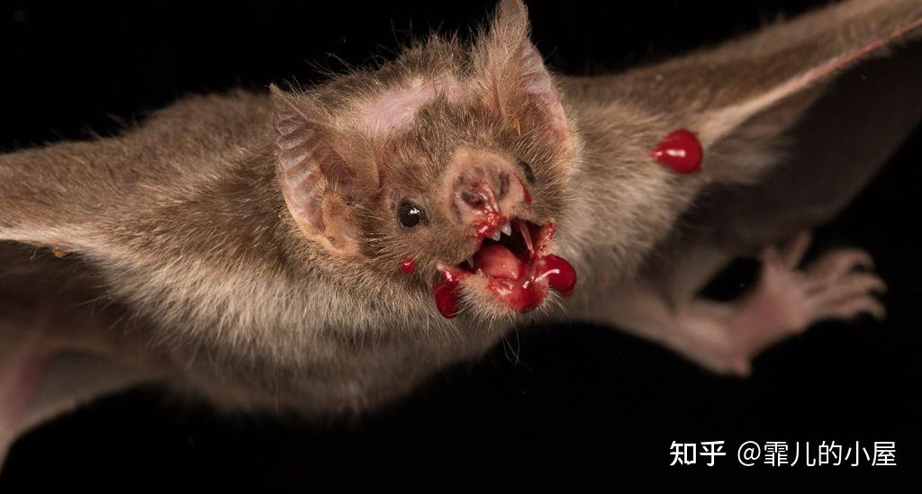 不吸饱绝不松口的恶魔动物王国中的吸血鬼比德古拉更可怕