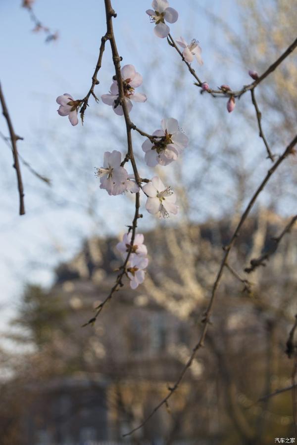 桃花依旧笑春风 Cs75邂逅那朵朵美丽的桃花 知乎