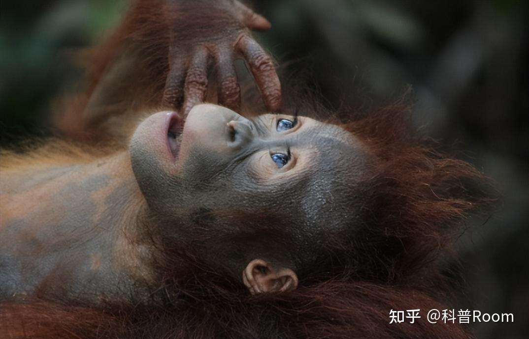 人与猴有生殖隔离,人类却造出人猴“杂交”胚胎,这是怎么回事? - 知乎