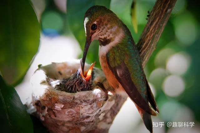 世界級小可愛蜂鳥能在空中懸停交配鳥窩有硬幣大小