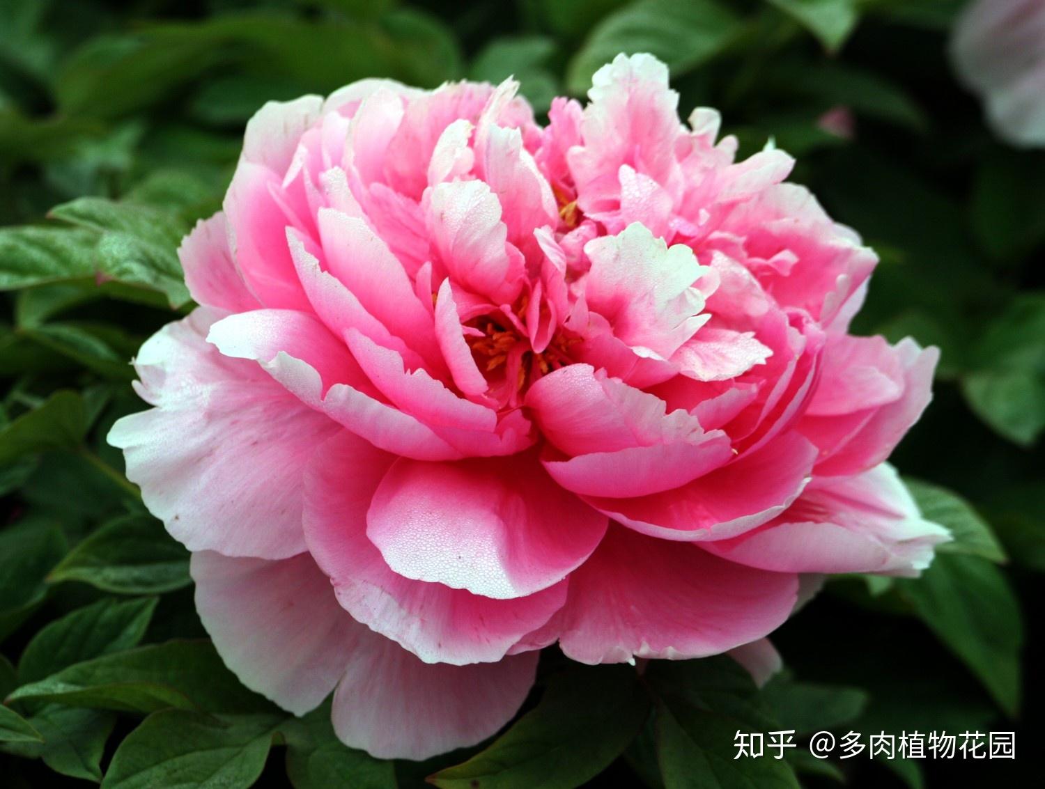 中国十大名花欣赏，大开眼界！