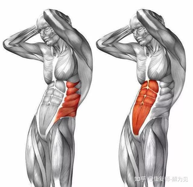 如何练出好看的人鱼线