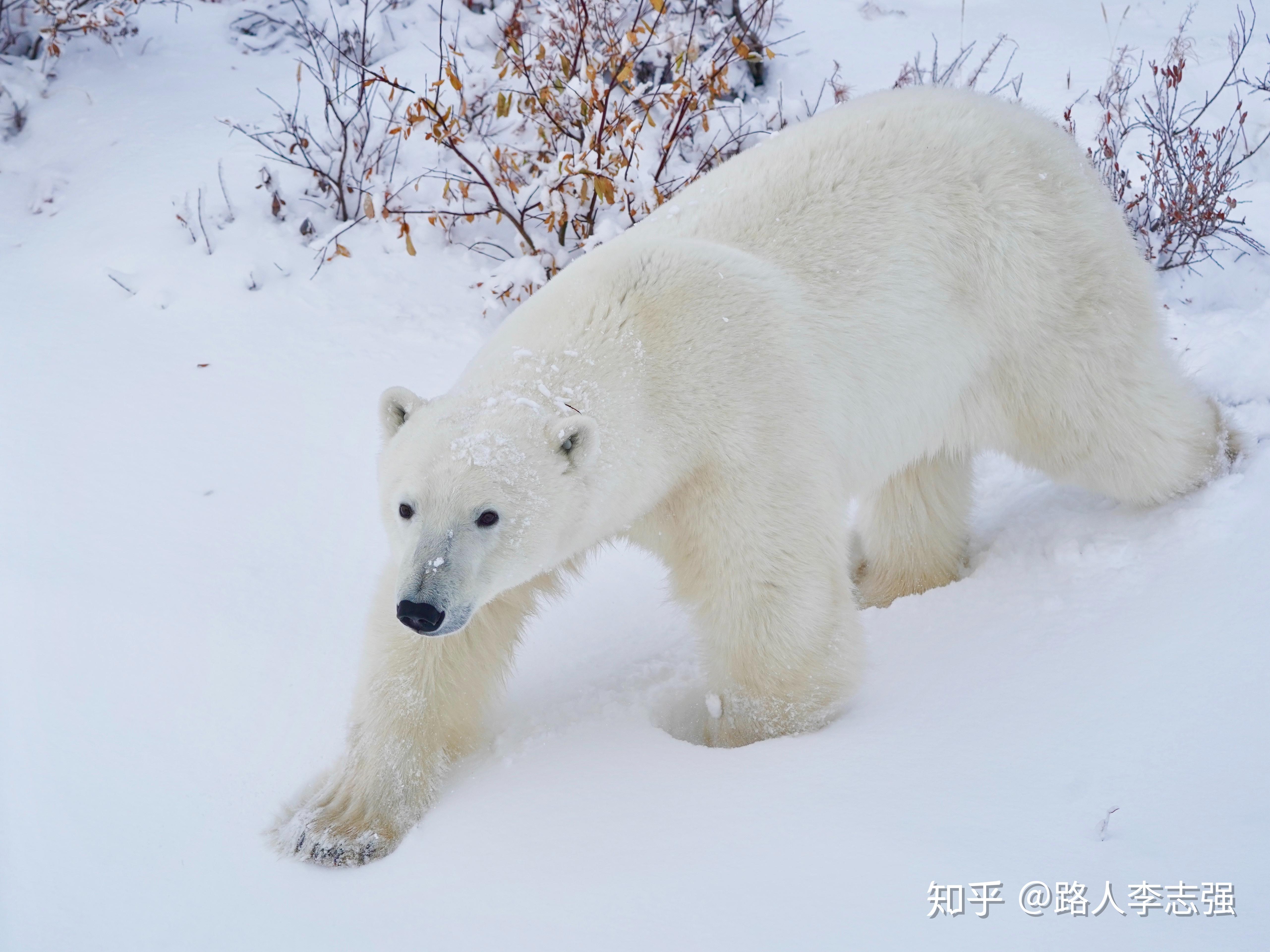 北极熊，北极熊！|摄影|宠物摄影|lylee16 - 原创作品 - 站酷 (ZCOOL)