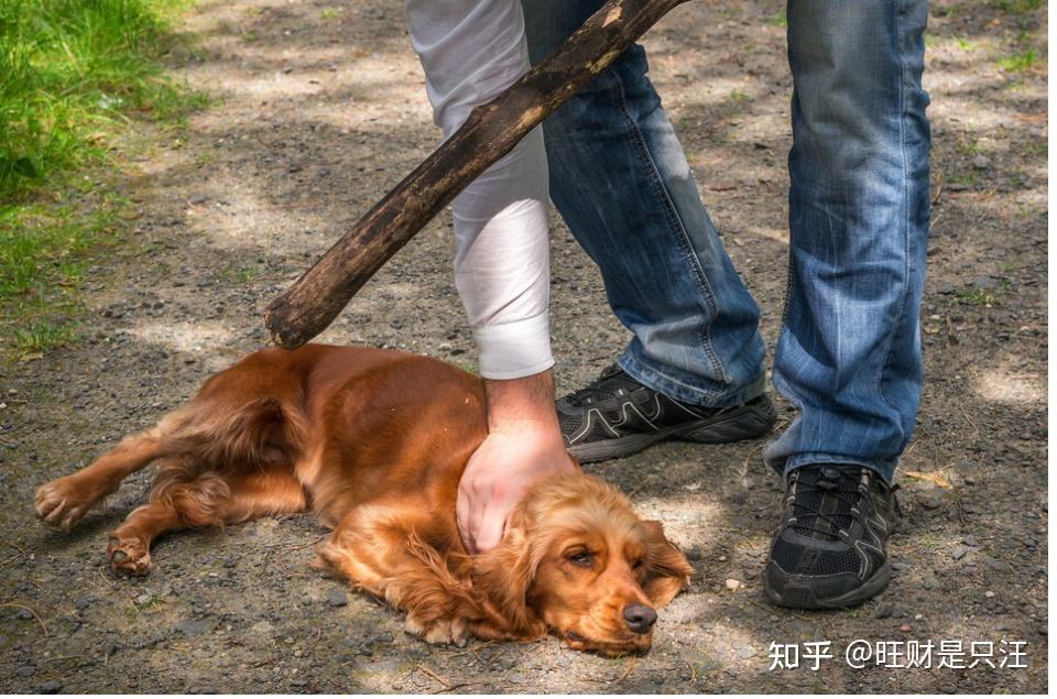 狗狗最害怕这些事,求你一件都别对它做 - 知乎