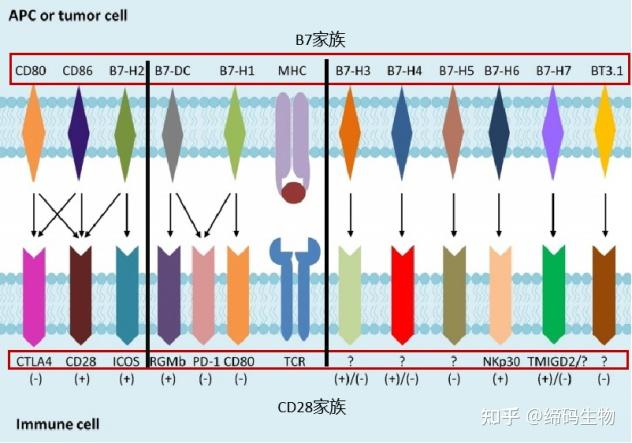 肿瘤免疫靶点 | CD28 - 知乎
