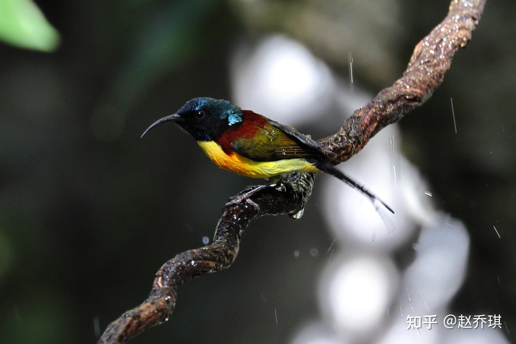 保山观鸟记 - 知乎