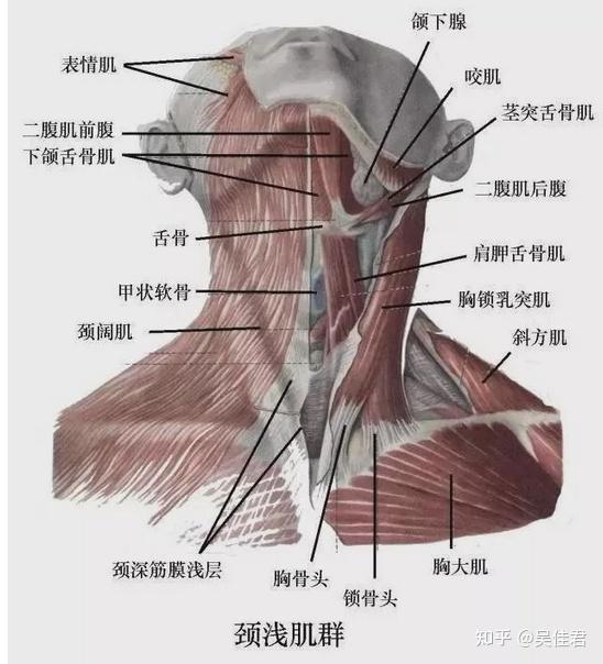 颈部的年轻化(1) - 知乎