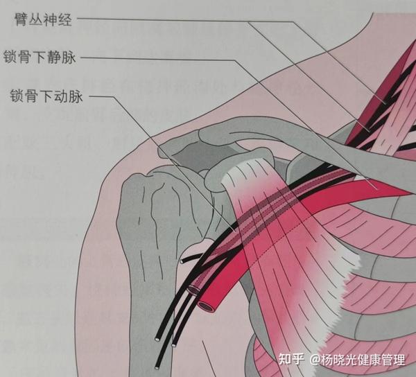 肩臂痛、手麻木，警惕胸廓出口综合征！ - 知乎