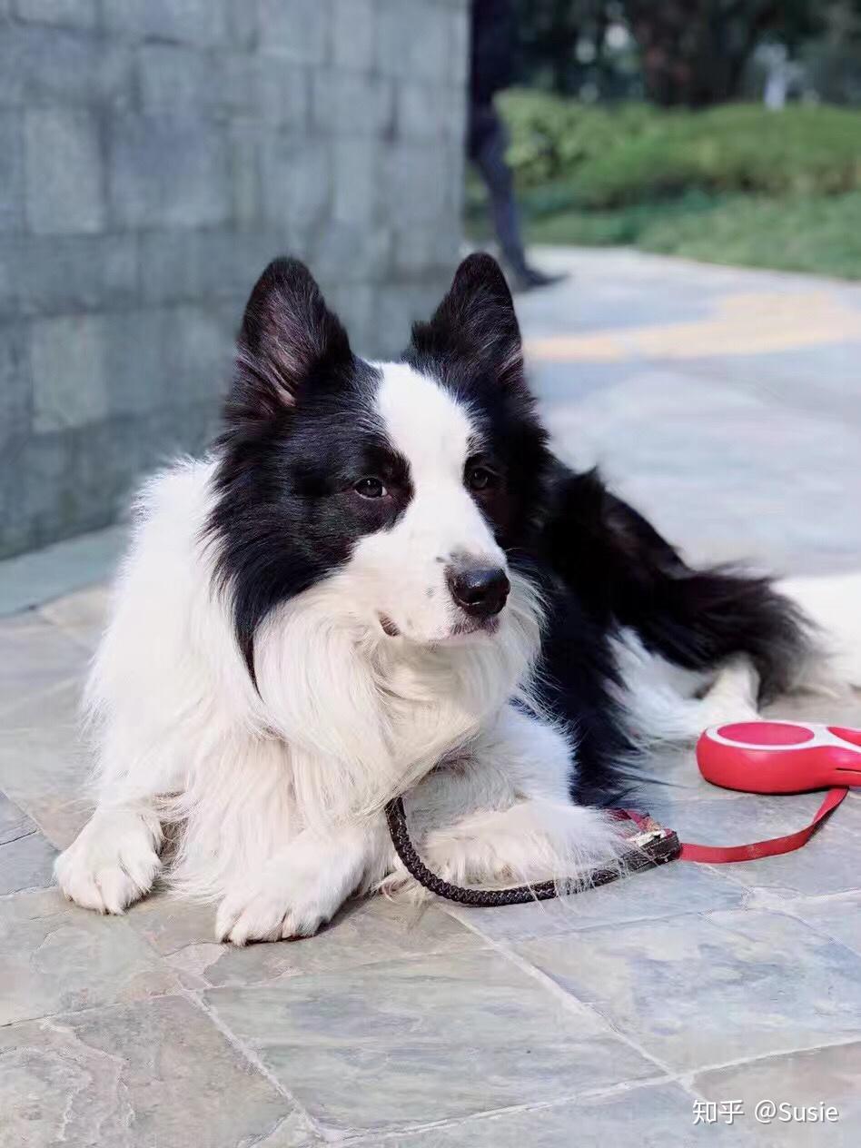 边牧作为智商排名第一的狗,为什么很多人还是