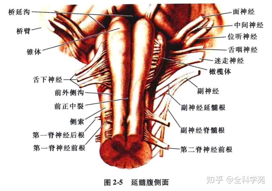 延髓腹侧面可见图片