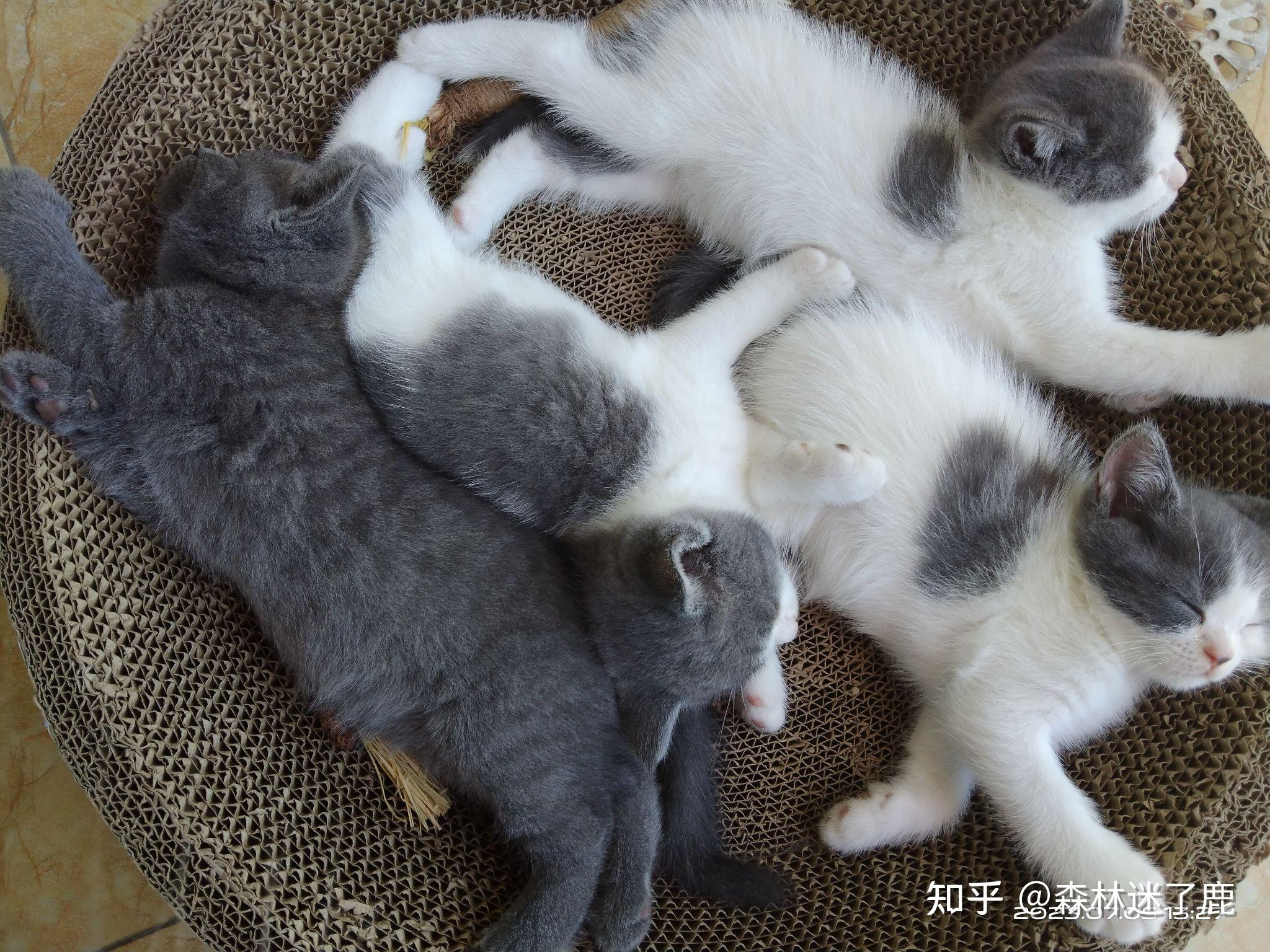 这个世界上不能没有小猫咪!!! - 知乎