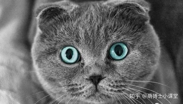全球十大名猫 - 知乎