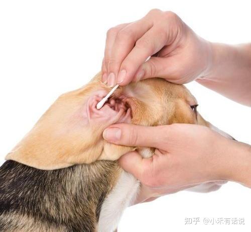 关于犬猫耳道易感染的哪些事儿之易感性病因