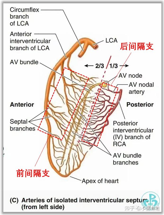 前降支图解图片