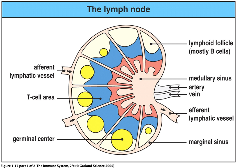 体液免疫三b细胞的前世今生下