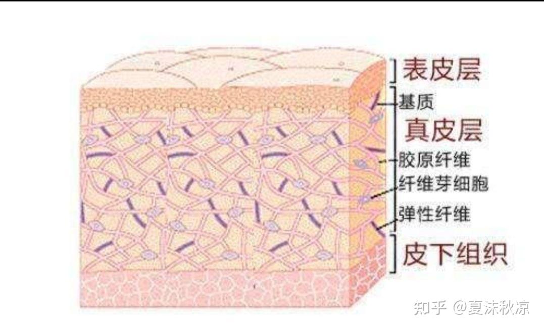 皮肤组成及作用 - 知乎
