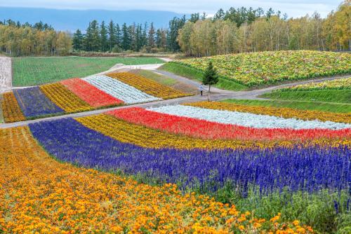 三月花開燦爛時,春天盛事必是看花田花地.會生活,去旅行惠趣旅行