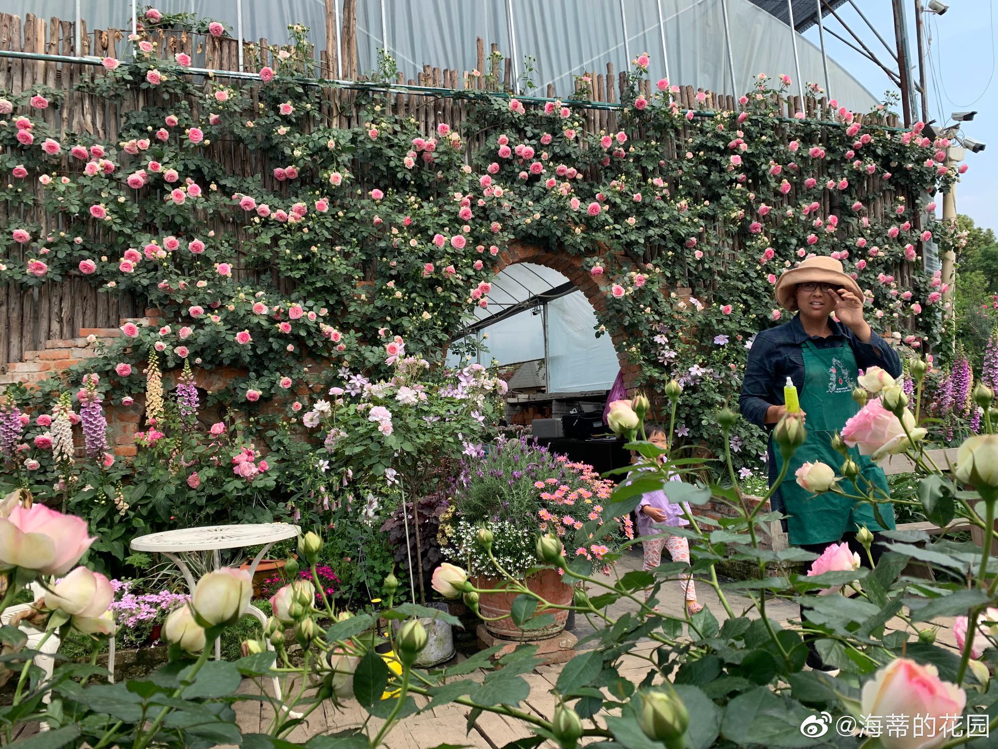 三圣乡海蒂的花园旧址龙沙宝石花墙最后,给大家欣赏pierre de ronsard