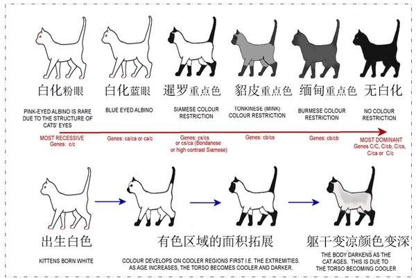 猫咪花色分类及遗传大全 知乎