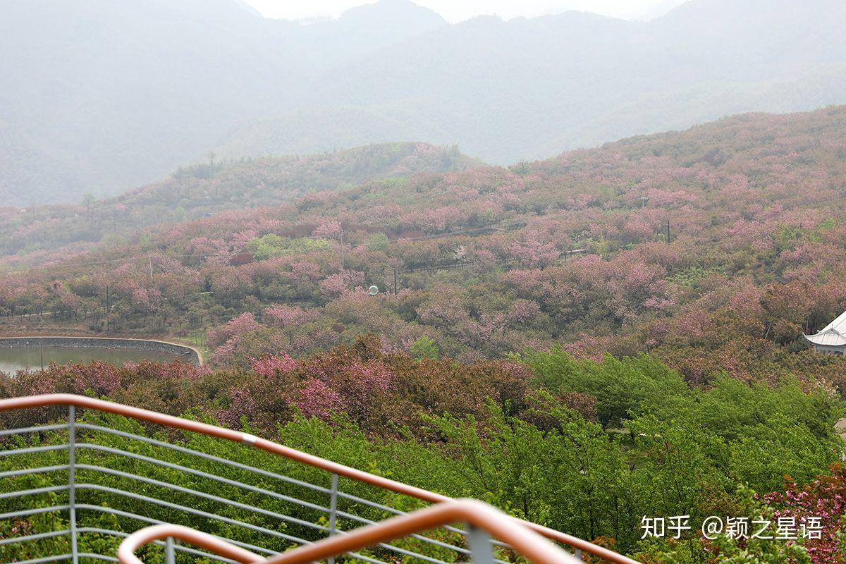 四明山心的櫻花園今春追花已足夠