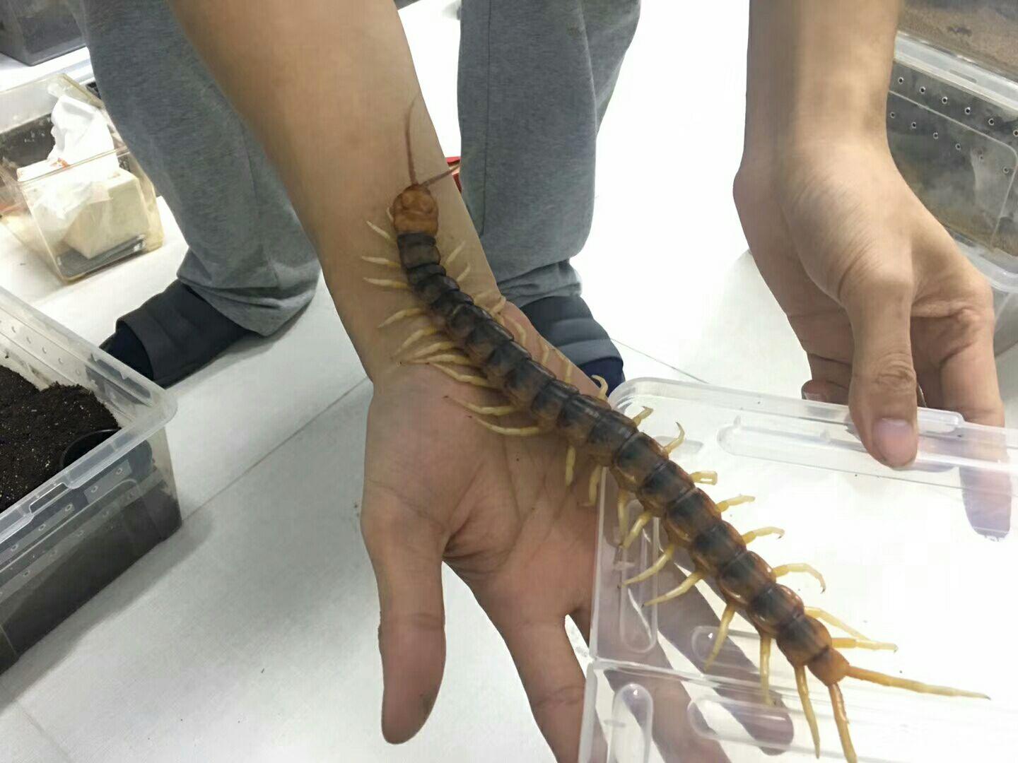 【东邪图鉴】中国常见中大型蜈蚣属Scolopendra点将台...