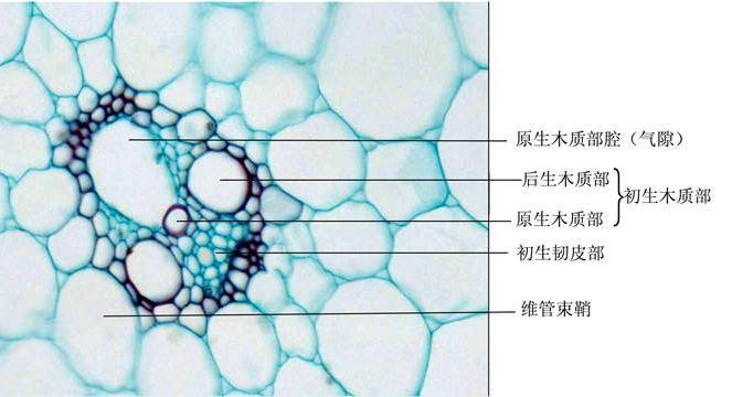 杨树茎的横切面示意图图片