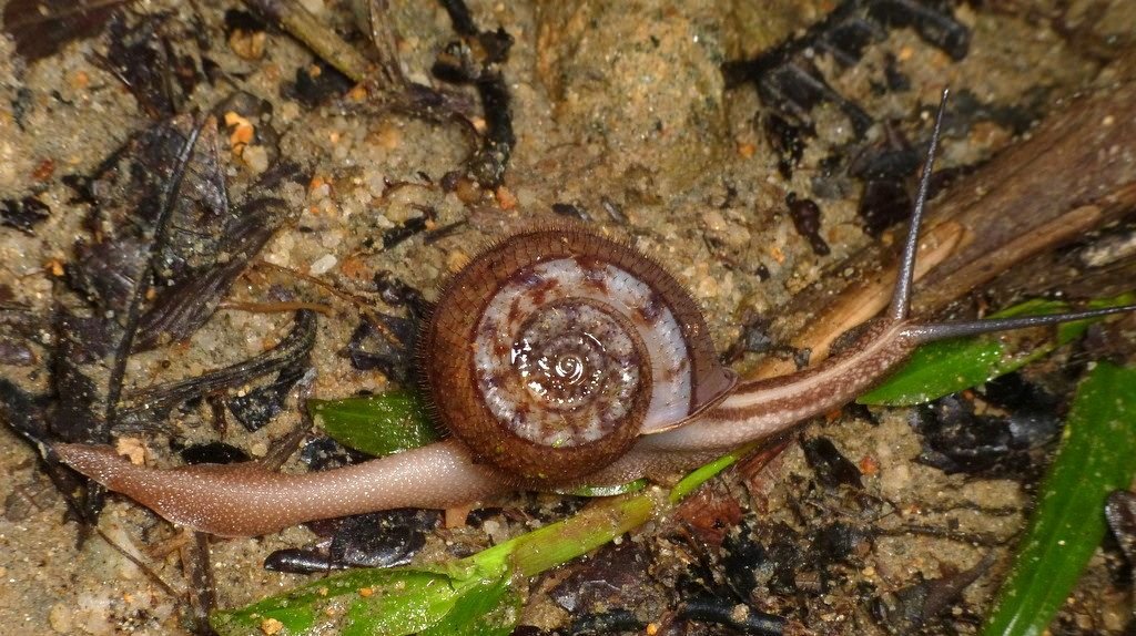 崇拜太阳民族命名的"太阳蜗牛"有多神秘?【睡前软体动物学215】 - 知