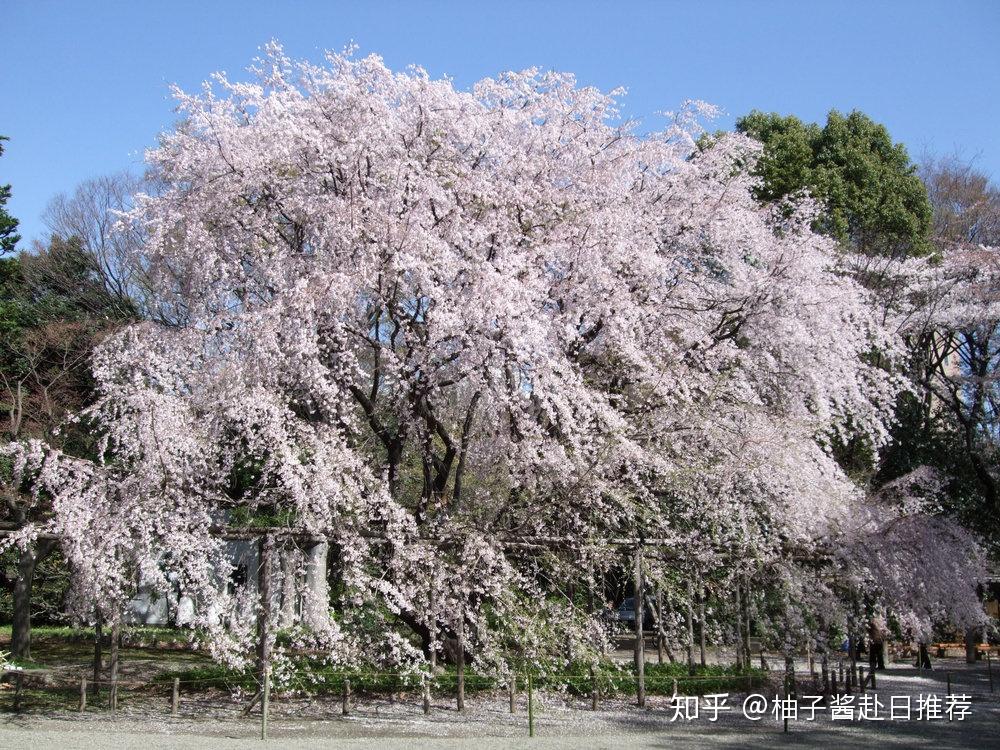 日本櫻花的主要品種